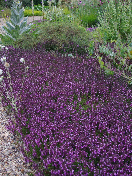 Teucrium x lucidrys Gravel Garden