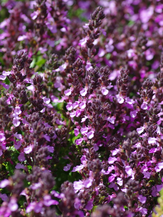 Teucrium x lucidrys Gravel Garden