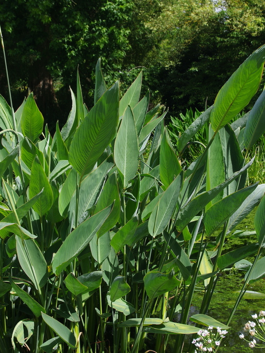 Thalia dealbata