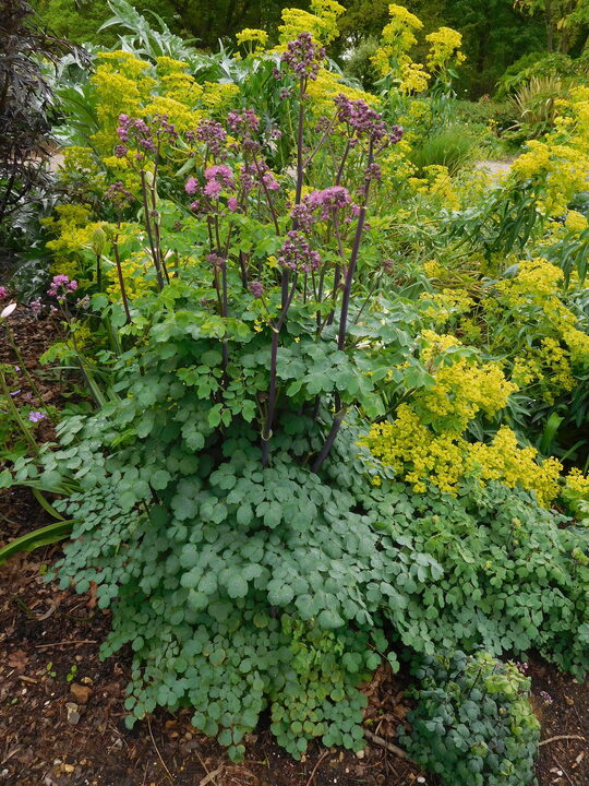 Where to find rue plant near me information