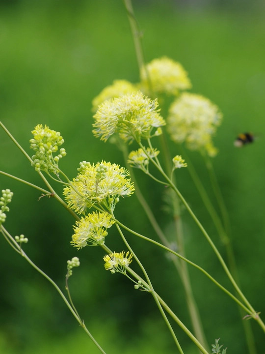 Thalictrum flavum subsp. glaucum