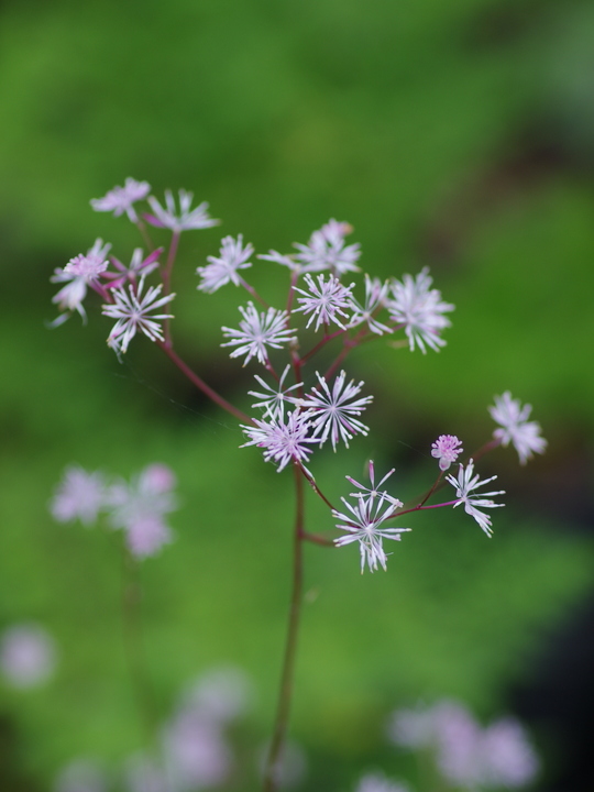 Thalictrum ichangense 'Purple Marble'