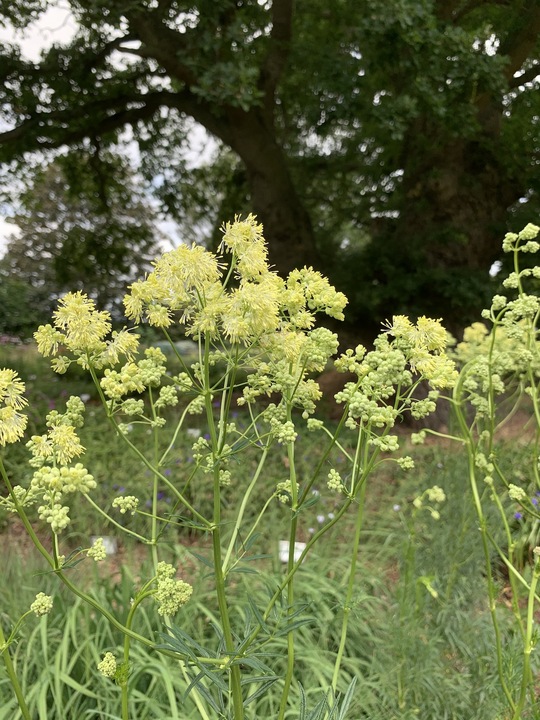 Thalictrum lucidum