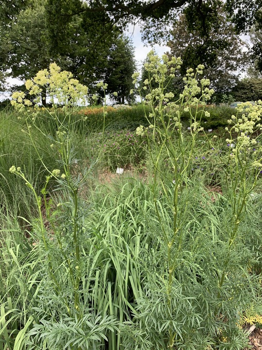 Thalictrum lucidum
