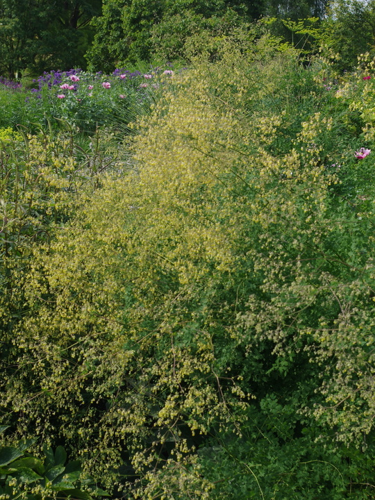 Thalictrum minus 'Adiantifolium'