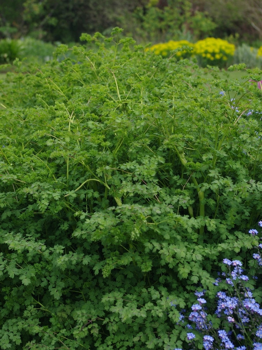 Thalictrum minus 'Adiantifolium'