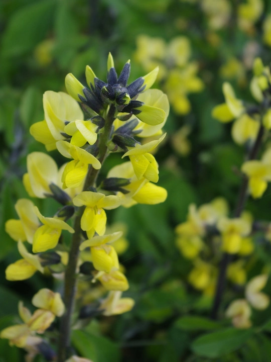 Thermopsis lupinoides