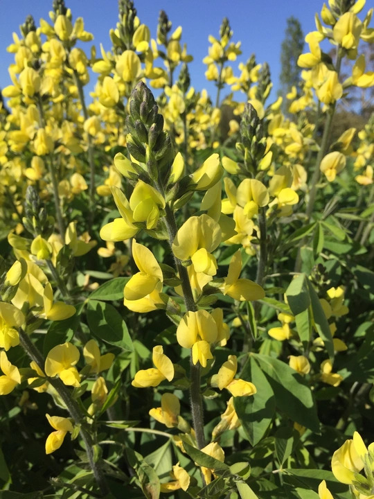Thermopsis lupinoides