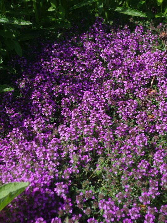 Thymus (Coccineus Group) 'Purple Beauty'