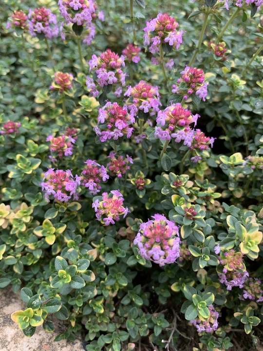Plants Thymus 'Doone Valley' The Beth Chatto Gardens