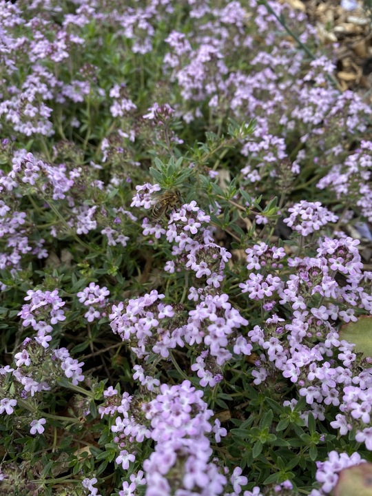 Thymus 'Bressingham'