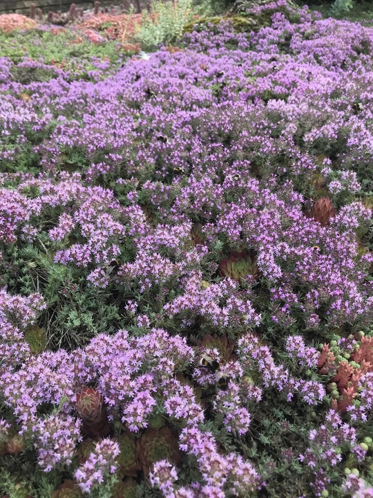 Thymus neiceffii