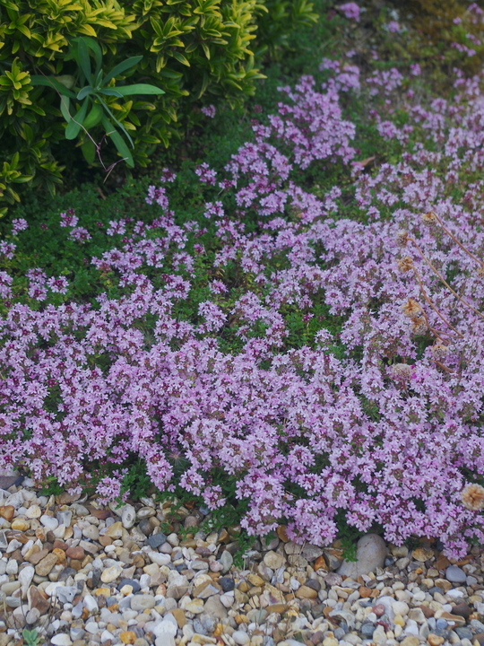 Thymus serpyllum 'Conwy Rose'