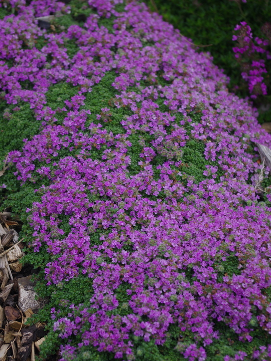 Thymus serpyllum 'Minor'