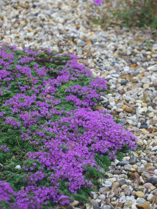 Thymus serpyllum 'Minor'