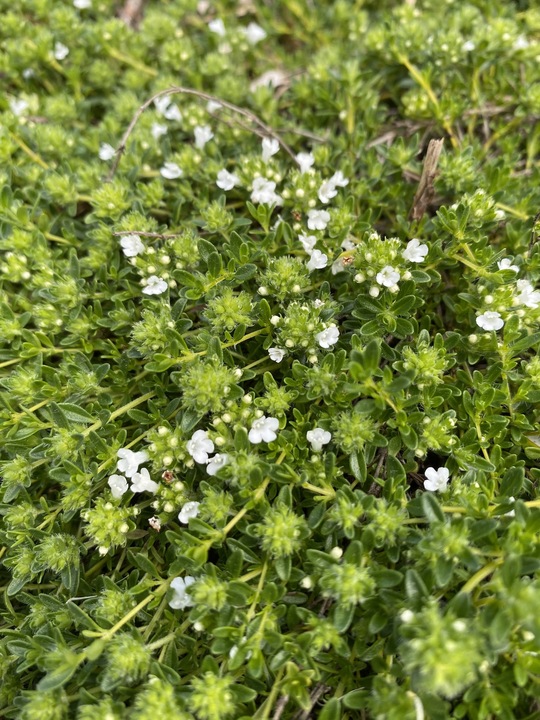 Thymus serpyllum var. albus The Beth Chatto Gardens