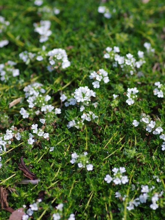 Thymus serpyllum var. albus