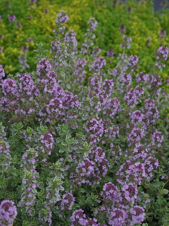 Thymus 'Silver Queen'