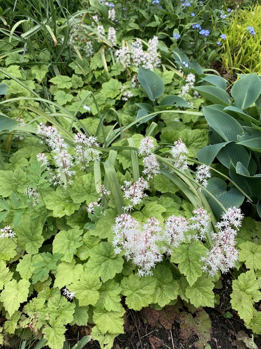 Tiarella cordifolia
