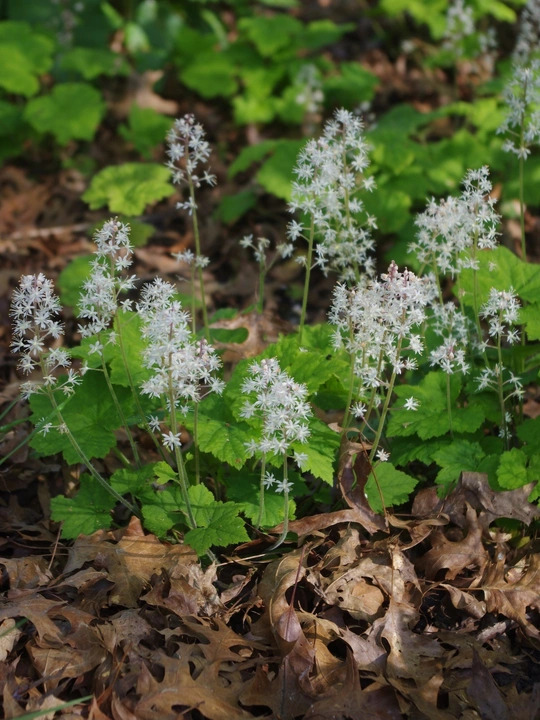 Tiarella cordifolia
