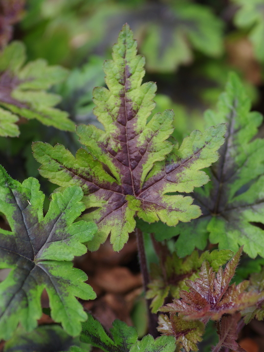 Tiarella 'Sugar and Spice'