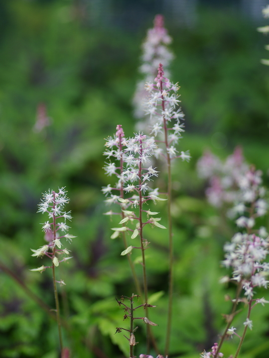 Tiarella 'Sugar and Spice'