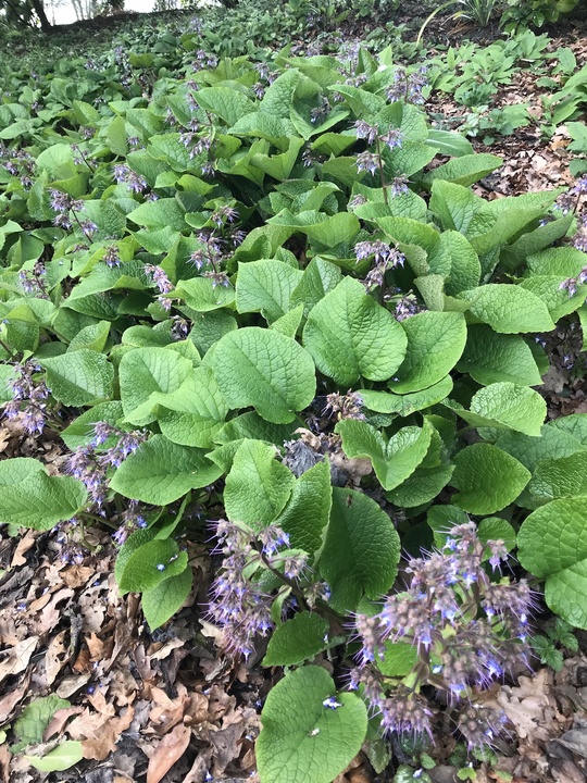 Trachystemon Orientalis Beth Chatto s Plants Gardens Trachystemon Orientalis Beth Chatto s Plants Gardens