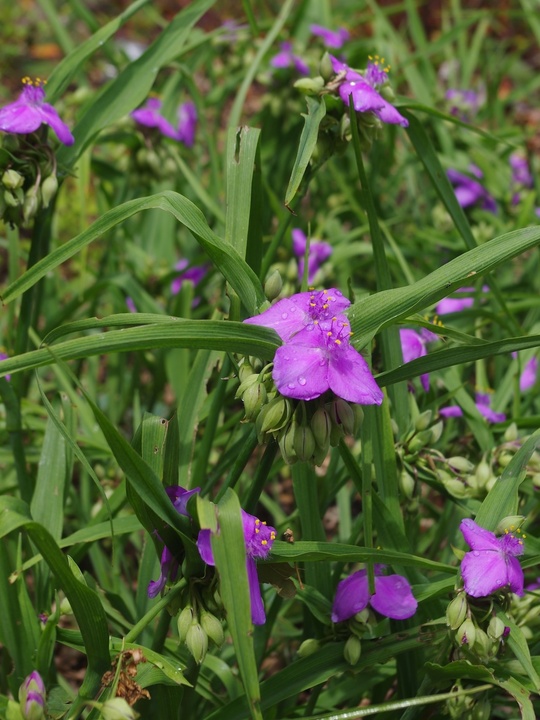 Tradescantia (Andersoniana Group) 'Charlotte'
