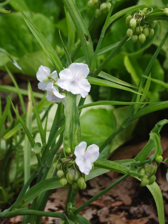 Tradescantia (Andersoniana Group) 'Innocence' 