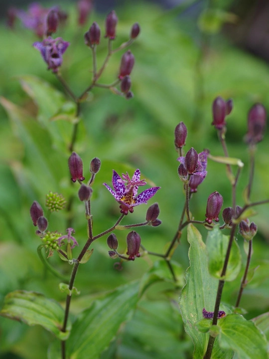 Tricyrtis formosana