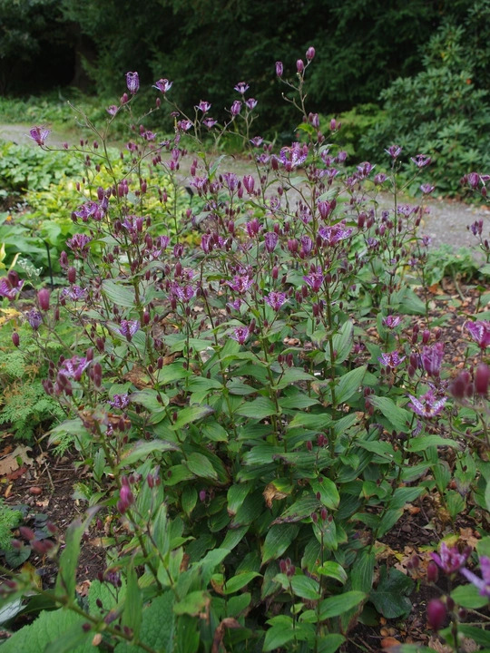 Tricyrtis formosana