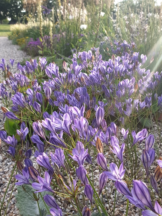 Triteleia laxa (5xDB)