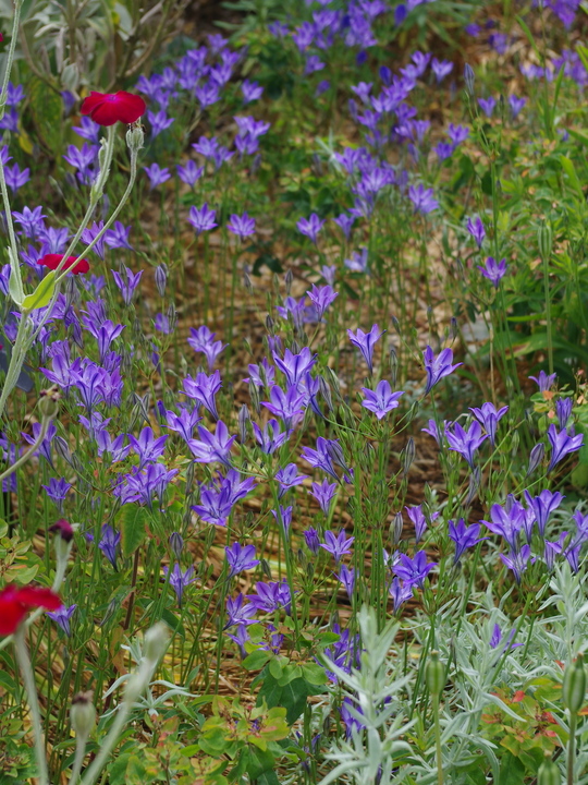 Triteleia laxa (5xDB)