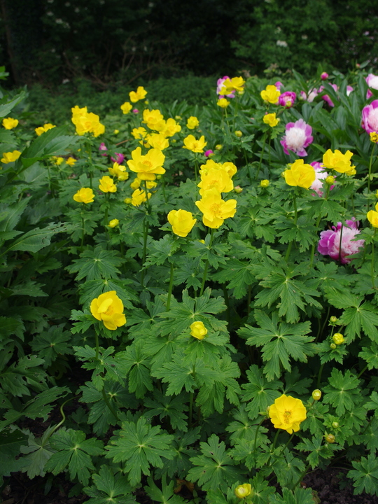 Trollius stenopetalus