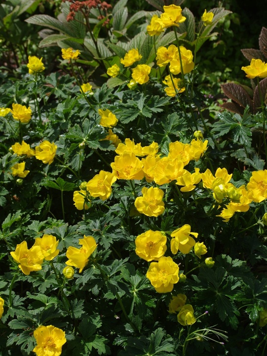 Trollius stenopetalus