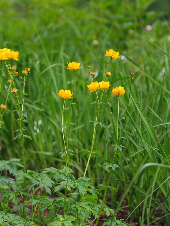 Trollius x cultorum 'Feuertroll'