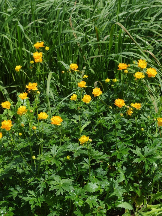 Trollius x cultorum 'Feuertroll'