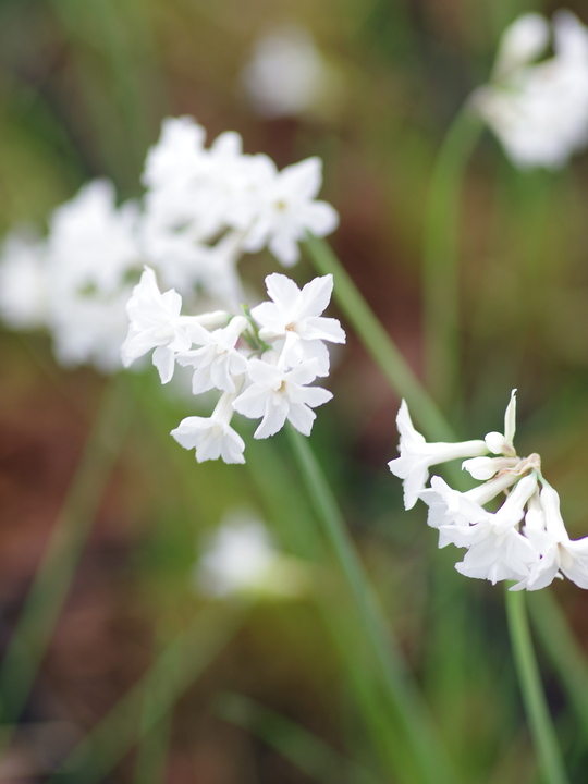 Tulbaghia cominsii