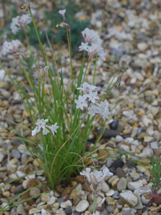 Tulbaghia cominsii