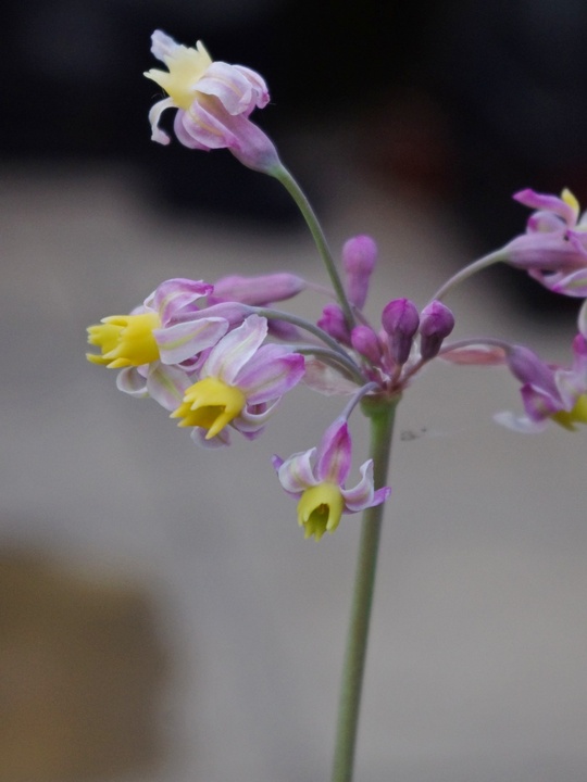 Tulbaghia 'Cosmic'