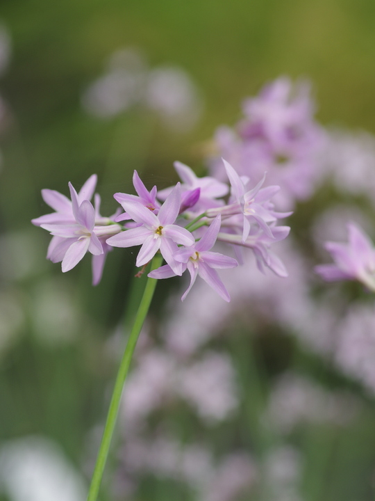 Tulbaghia 'Elaine Ann'