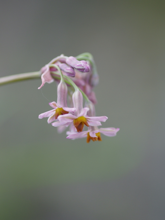 Tulbaghia 'Hazel'