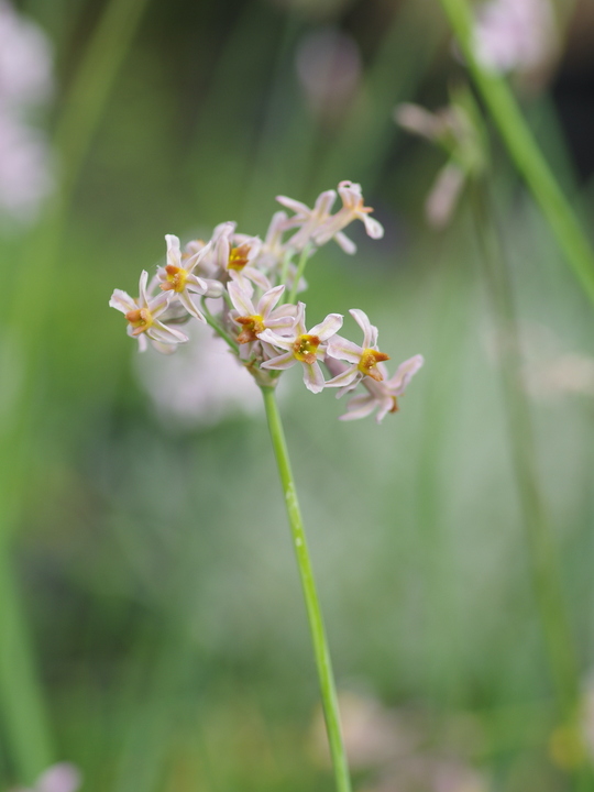 Tulbaghia 'Hazel'