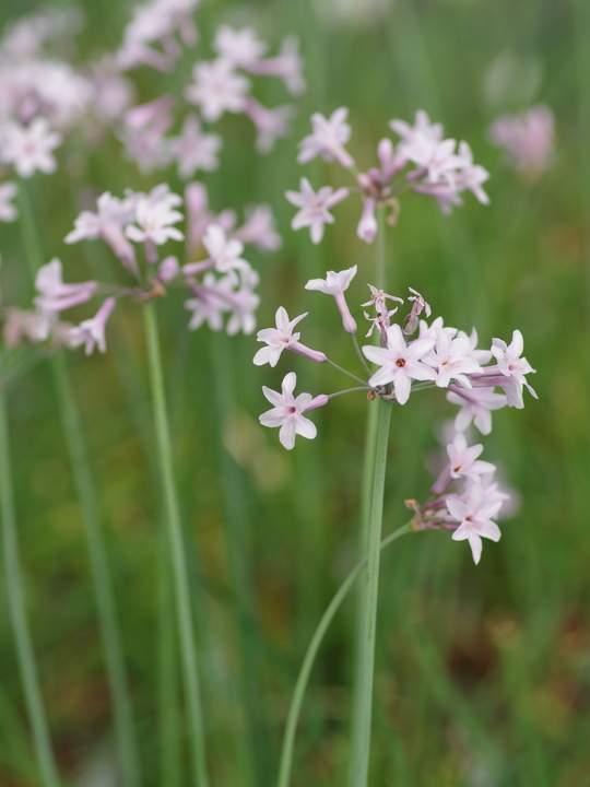 Tulbaghia 'Hoyland Pink Beauty'