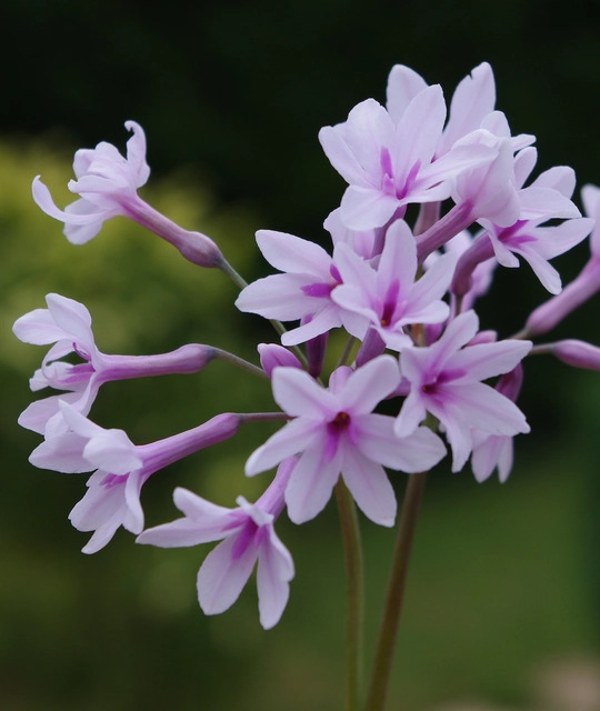 Tulbaghia 'Purple Eye'