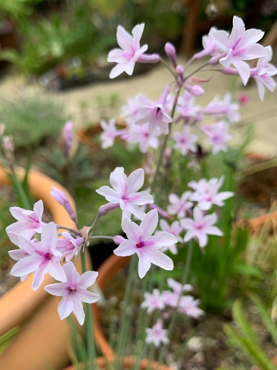 Tulbaghia 'Purple Eye'