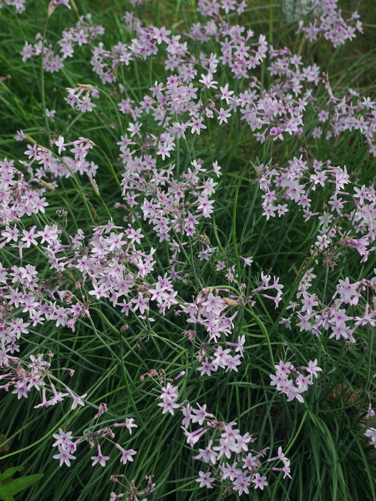 Tulbaghia 'Purple Eye'