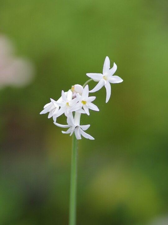 Tulbaghia violacea 'Alba'