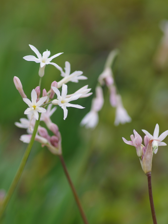 Tulbaghia violacea 'Alba'