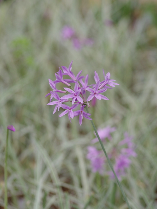 Tulbaghia violacea 'Silver Lace'